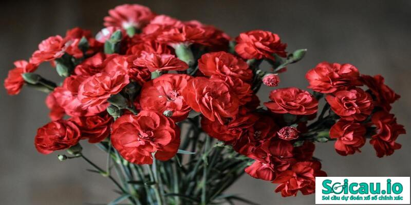 Khi nằm chiêm bao thấy bông hoa cẩm chướng dập nát đây là một điềm báo không tốt