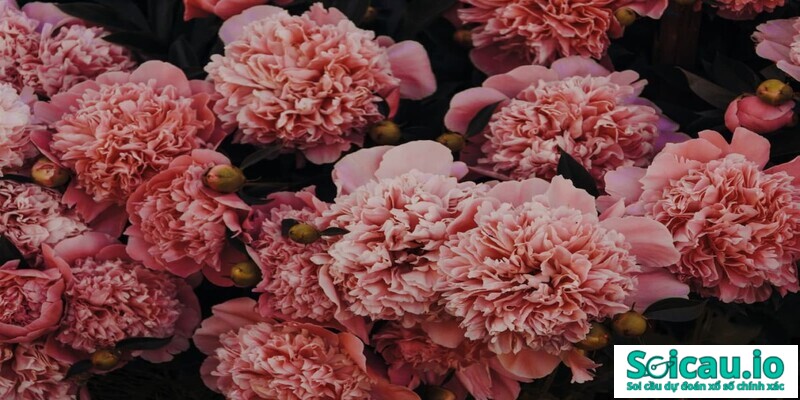 Mơ thấy hoa cẩm chướng đánh con gì là chuẩn xác và nhanh giàu nhất?
