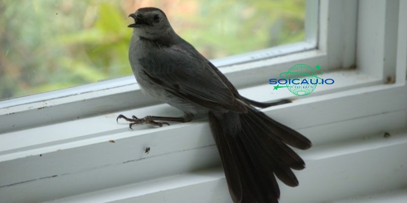 Một con chim màu đen trên cửa sổ