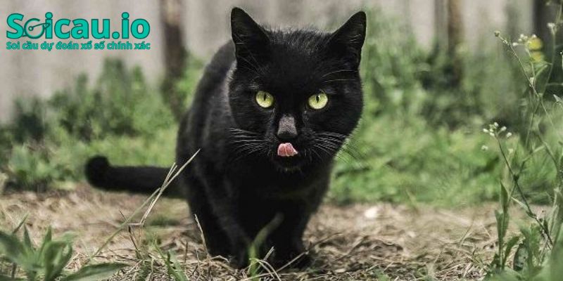 Nằm mơ thấy mèo đen giải mã như thế nào?